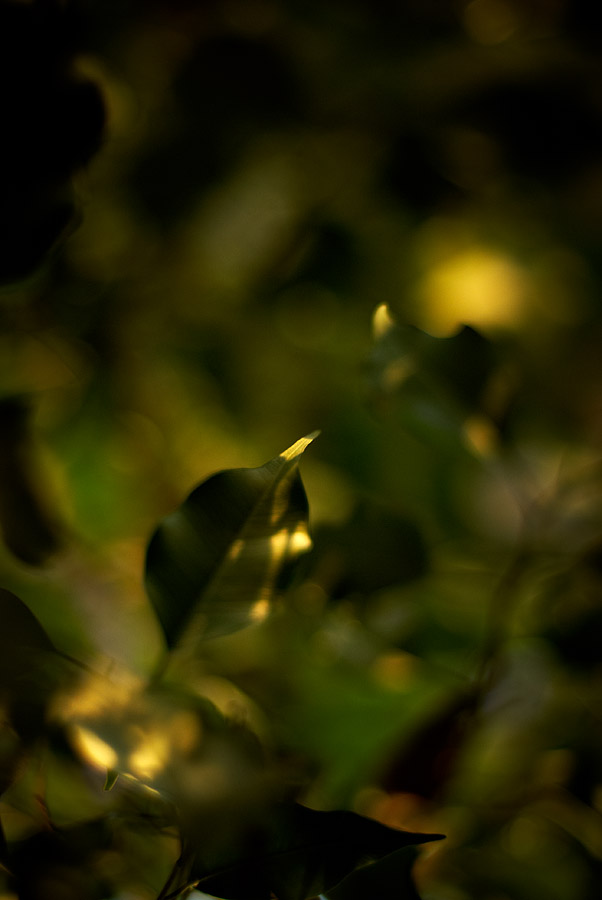 Leaf Story, фотограф Денис Клюев