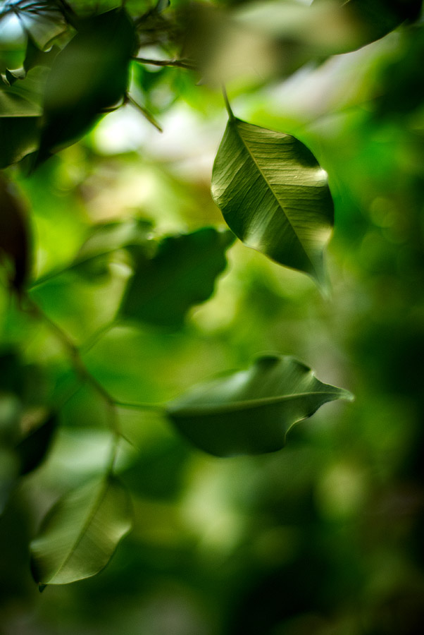 Leaf Story, фотограф Денис Клюев