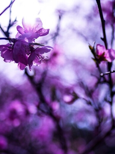 Delicate // Osaka, 04.2014, фотограф Денис Клюев