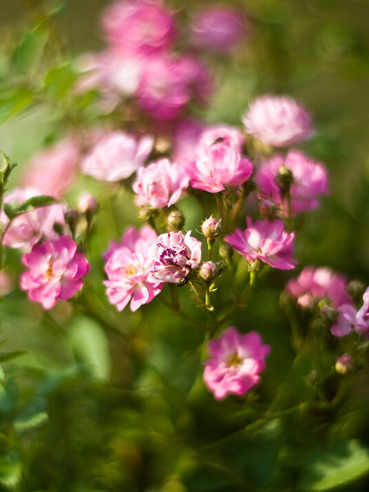 DSC_0054, фотограф Денис Клюев