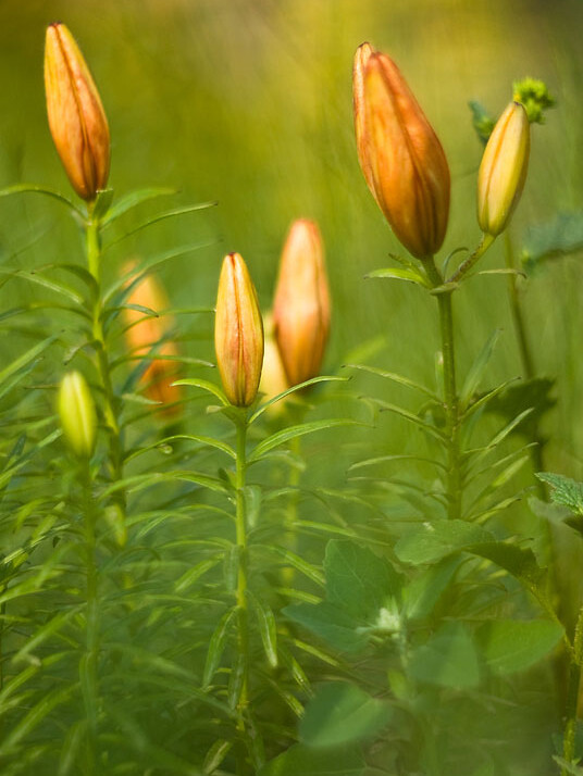 DSC_0060, фотограф Денис Клюев