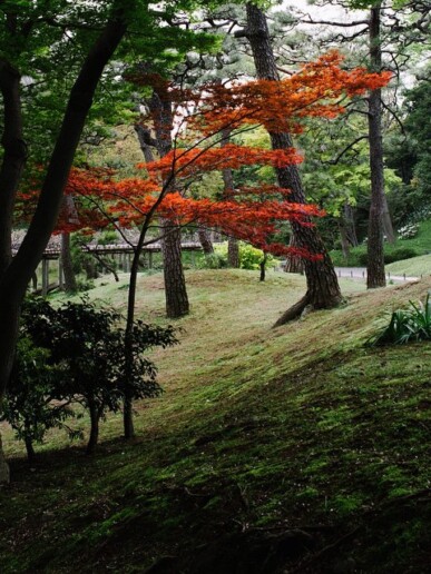 Follow dreams // Tokyo, 04.2014, фотограф Денис Клюев