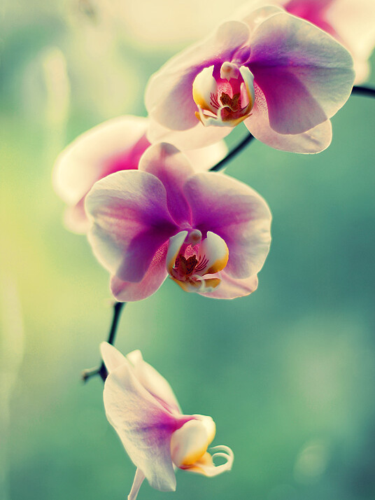 Orchidea, фотограф Денис Клюев